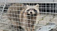 Komárňanským policajtom sa podarilo záchrániť z pivnice medvedíka čistotného