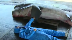 Rybárom padla sánka. Tohto obra chytili do siete