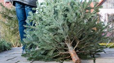 Vráťme vianočné stromčeky späť do prírody. Otázky a odpovede, ako na to