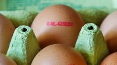 Ak kupujete vajíčka a hydinu, buďte opatrní. Najmä pri tých z Poľska