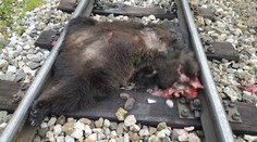 V Tatrách zrazila električka 80-kilovú medvedicu. Vodič si to nevšimol a ťahal ju ešte niekoľko metrov