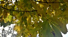 Prvý jesenný deň bude v znamení slnka, zmena príde onedlho