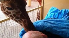 Zvieratá sa lúčia s umierajúcim mužom, ktorý sa o nich roky staral v ZOO