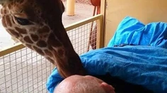 Zvieratá sa lúčia s umierajúcim mužom, ktorý sa o nich roky staral v ZOO