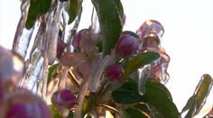 Pranostika troch zamrznutých tento rok platí: V noci prídu mrazy