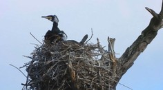 Boj s kormoránmi na východe Slovenska viazne. Kŕdle sa presunuli na miesta, kde ich nemôžu loviť ani plašiť