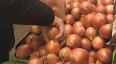 Cibule je málo a z jej ceny sú mnohí v šoku. Zásoby sa navyše rýchlo míňajú