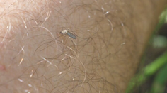 Tropické choroby v našich končinách: Klimatické zmeny znamenajú sťahovanie živočíchov aj nákaz