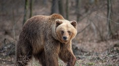 Dávajte si pozor na prechádzke! Medvede videli už aj neďaleko Nových Zámkov a Nitry