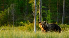 Pri obci Višňové zaútočil na dvoch ľudí medveď. Je zrejme postrelený, môže byť preto agresívny
