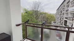 Okupujú balkóny a výkalmi ohrozujú naše zdravie. Tu je niekoľko rád, ako odohnať holuby