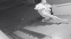 Muž (36) v petržalskom byte týral mladú ženu dva mesiace, privolali policajného vyjednávača