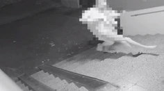 Muž (36) v petržalskom byte týral mladú ženu dva mesiace, privolali policajného vyjednávača