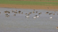 Počasie úplne pobláznilo prírodu. Na jeho vrtochy môžu doplatiť aj sťahované vtáky