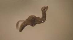 Našim biológom sa nedávno podarilo objaviť viacero organizmov