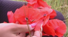 Jedna z našich najkrajších rastlín je liečivá, ale aj jedovatá