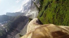 Najznámejší slovenský dravec sa vracia domov