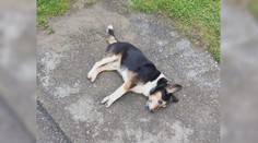 Nepochopiteľná krutosť. Muž zastrelil z okna neškodného túlavého psa, ktorého si obľúbila celá dedina