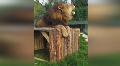 Lev, ktorý ho usmrtil, bol jeho miláčik. Bezvládne telo majiteľa ZOO našli pod šelmou