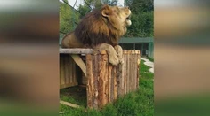Lev, ktorý ho usmrtil, bol jeho miláčik. Bezvládne telo majiteľa ZOO našli pod šelmou