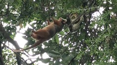 Obrovský pytón v akcii. Video ukazuje život v prírode, kde prežije len silnejší