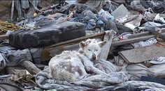 VIDEO: Príbeh psa bezdomovca vás dojme