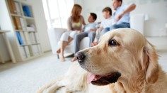 Majitelia psov podvádzajú najmenej. Milovníci mačiek zase najviac