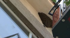 Tisícky včiel sa usadili pri oknách pod strechou školy. Deti museli evakuovať