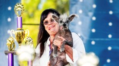 GALÉRIA: Súťaž o najškaredšieho psa vyhral čínsky chocholatý pes z Arizony, ktorý má laby naopak