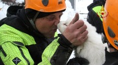 Dobrá správa z Talianska: Zo zavaleného hotela vytiahli rozkošné šteniatka