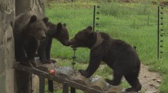 Keď ich našli, boli v zúboženom stave. Medvedie trojčatá našli nový domov v Košiciach
