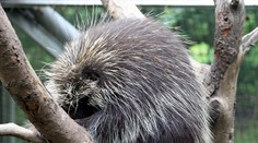 Obyvateľov z okrajovej štvrte Bratislavy vystrašilo čudné zviera, ktoré sa túlalo po ulici