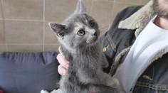 Žilina ako prvé mesto zriadilo útulok a karanténnu stanicu výhradne pre mačky