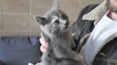 Žilina ako prvé mesto zriadilo útulok a karanténnu stanicu výhradne pre mačky