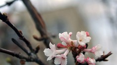 Príroda sa zbláznila. Pri Prievidzi rozkvitol exotický krík a snežienky