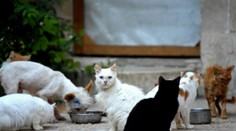 Polícia v Číne zachránila pred zjedením tisíc mačiek. Mali skončiť v regáloch ako bravčové mäso