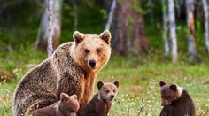 V okrese Senica videli medvedicu s mladými, na pozore by sa mali mať ľudia na turistike