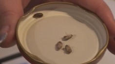 Najväčší internát v Česku zamorili ploštice, nepomohla ani dezinsekcia