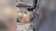 Mačiatko sa v Prievidzi uvarilo pod kapotou. Trvalo šesť hodín, pokiaľ policajti našli majiteľa auta