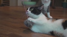 Máte doma mačku? Vedci zverejnili štúdiu, po ktorej sa k nej budete správať inak ako doteraz