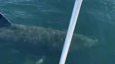 Virálne video vyvolalo pobúrenie: Mladíci skákali z lode na obrovského žraloka
