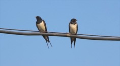 Žili s nami odnepamäti, no stáva sa z nich rarita. Lastovičky si ľudia často pletú s belorítkami či dážďovníkmi