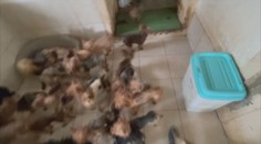 V dome sme našli vyše 60 zanedbaných psov. Žena ich predávala na internete, teraz jej hrozí väzenie