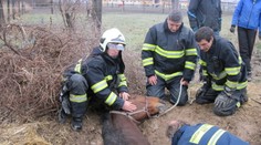 Fotoreportáž: Hasiči v Pezinku zachraňovali bezmocného koňa
