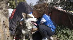 VIDEO: Nezničiteľný pes. Tureckí záchranári vytiahli z trosiek živého huskyho tri týždne po zemetrasení