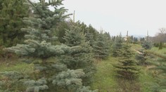 Vianočné dekorácie aj so stromčekmi už dorazili do obchodov. Pozrite si tohtoročné trendy