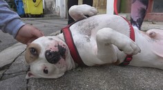 Podrezal svojho psa! Ako zastaviť týranie zvierat?