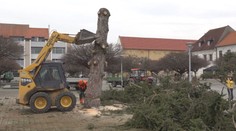 Desiatky rokov bol ozdobou vianočných sviatkov. Obľúbený strom v centre Nového Mesta nad Váhom však museli odstrániť