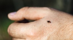 Hygienici varujú ľudí v okolí Komárna na množstvo kliešťov. V týchto lokalitách je to najhoršie