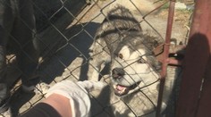 Pes sa podhrabal k susedovi, skončil s prerazenou lebkou a bez oka. Máme k dispozícii video